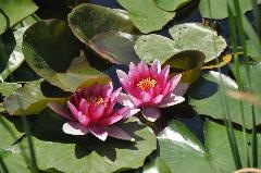 Teichrosen bei Taulignan
